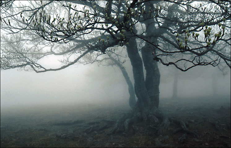 фото "Весенний туман #5" метки: пейзаж, весна, лес
