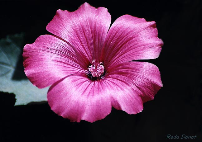 фото "Pink" метки: природа, цветы