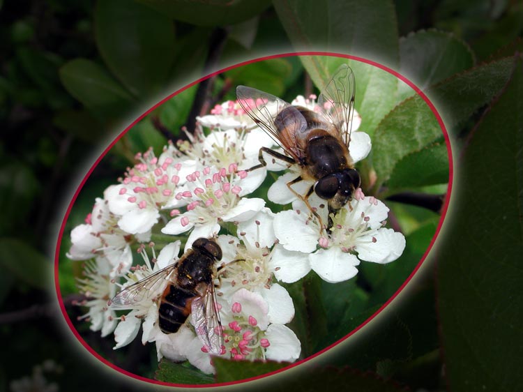 photo "The Bees" tags: macro and close-up, 