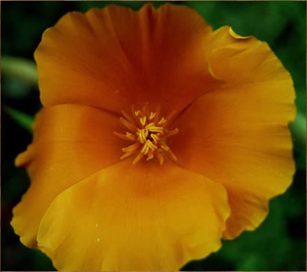 photo "Flower 4" tags: nature, flowers