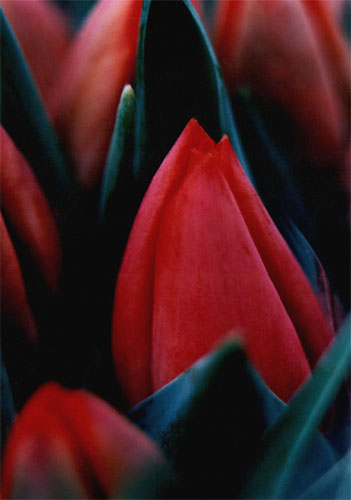 фото "Tulip" метки: природа, цветы