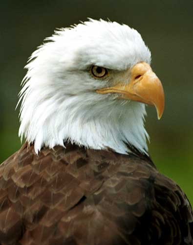 photo "Eagle" tags: nature, wild animals