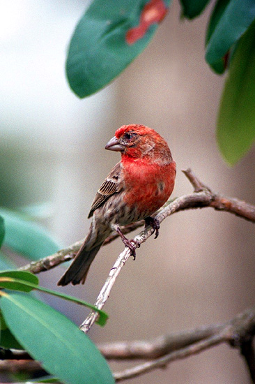 photo "The Finch" tags: nature, wild animals