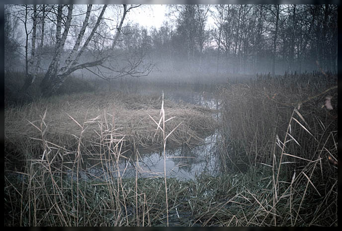 photo "No exit or has lost the way." tags: landscape, forest