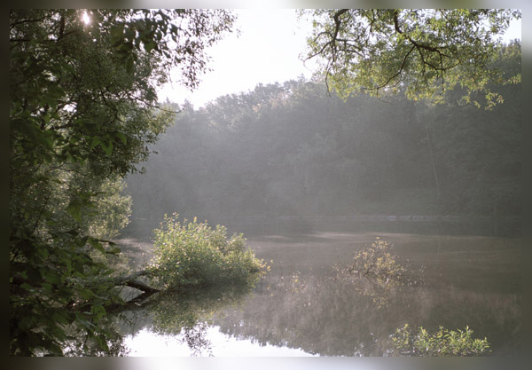 photo "Quiet morning" tags: landscape, forest