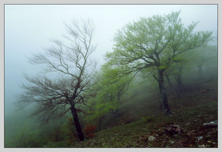 photo "Spring fog #6" tags: landscape, forest, spring