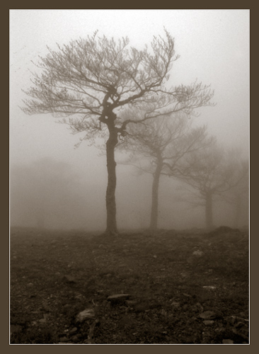 photo "Spring fog #7" tags: landscape, forest, spring