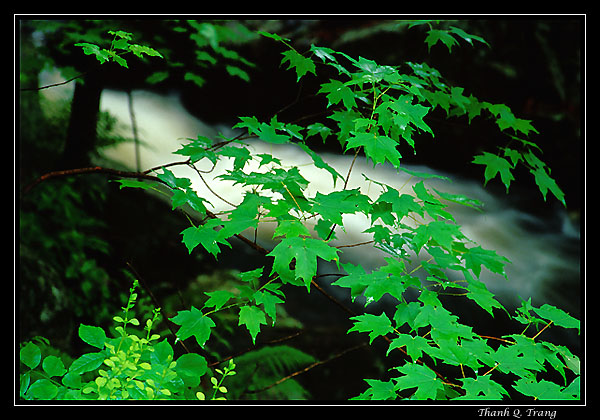 photo "Looking Through" tags: landscape, forest, water