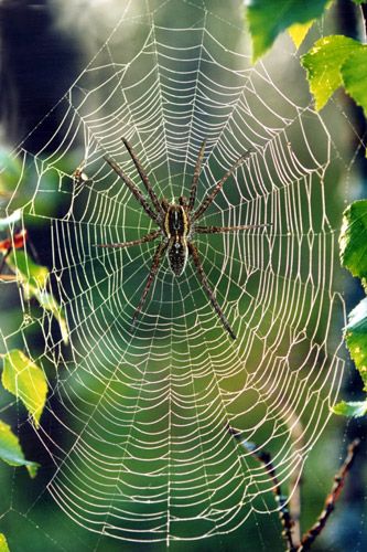 photo "A cobweb" tags: montage, 