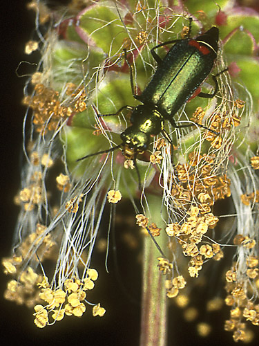 фото "Red-Tipped Flower Beetle on Salad Burnet" метки: природа, макро и крупный план, насекомое