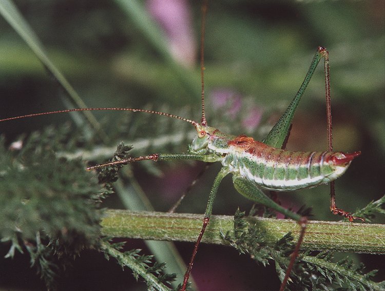 фото "Утренняя прогулка" метки: макро и крупный план, природа, насекомое