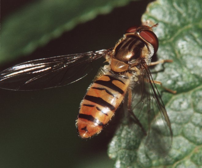фото "Полосатая муха" метки: макро и крупный план, природа, насекомое