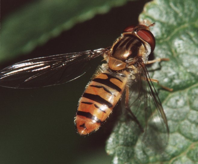 photo "The striped fly" tags: macro and close-up, nature, insect