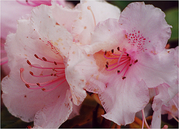 фото "Flowers 5" метки: природа, цветы