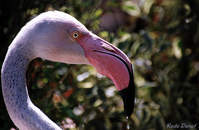 photo "Flamingo" tags: nature, 