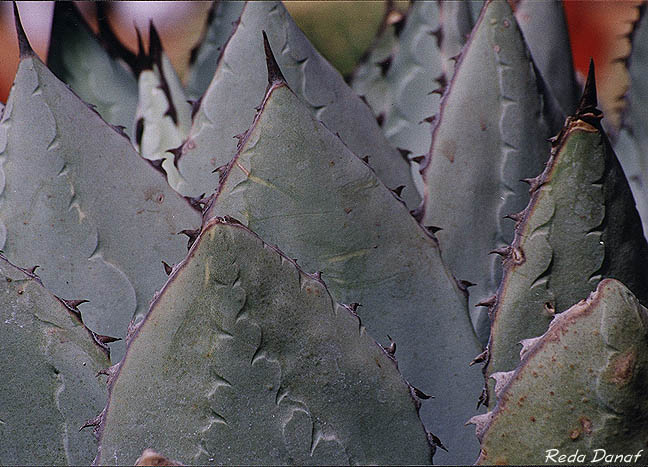 photo "Cactus" tags: nature, flowers