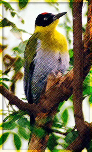photo "Birdus de Photoshopolus" tags: nature, misc., wild animals