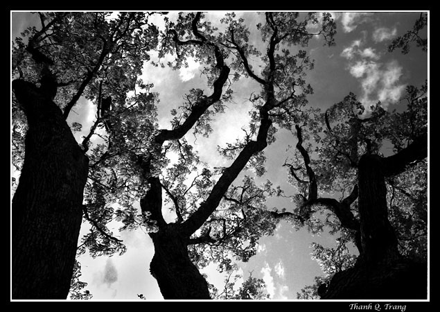 photo "Dancing Trees" tags: landscape, forest