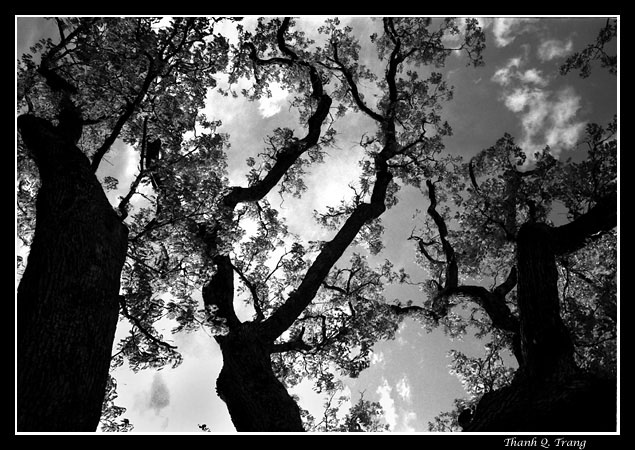 фото "Dancing Trees" метки: пейзаж, лес