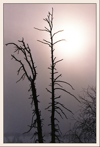 фото "Зимний туман" метки: пейзаж, зима, лес