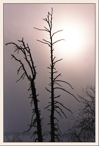 photo "Winter fog" tags: landscape, forest, winter