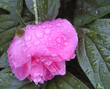 photo ""Raindrops Keep Fallin` On My Head"" tags: nature, flowers