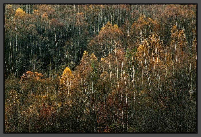 фото "Fall of Nine Village Gully" метки: пейзаж, лес, осень