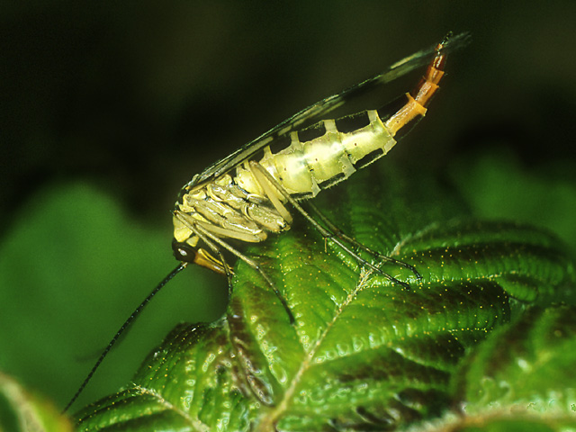 фото "Scorpion-Fly" метки: природа, макро и крупный план, насекомое