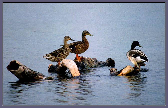 photo "Untitled photo" tags: nature, wild animals