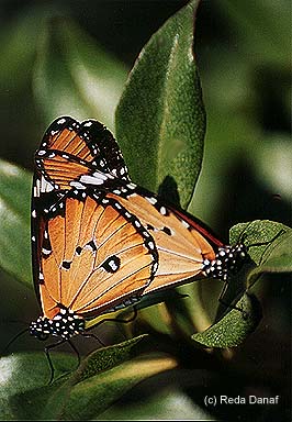 photo "Mating Butterfly" tags: nature, insect