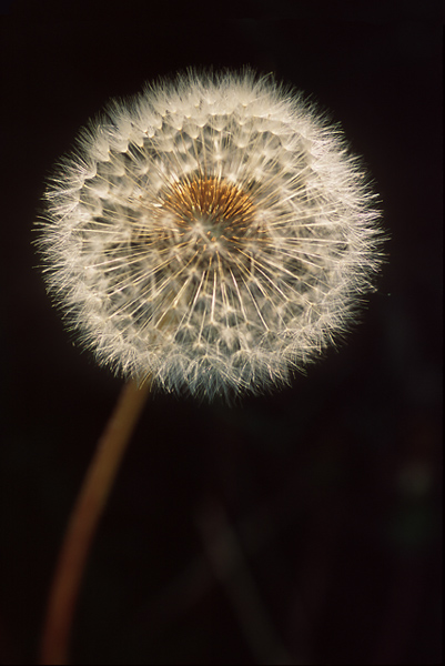 photo "Dandelion Star" tags: macro and close-up, nature, flowers