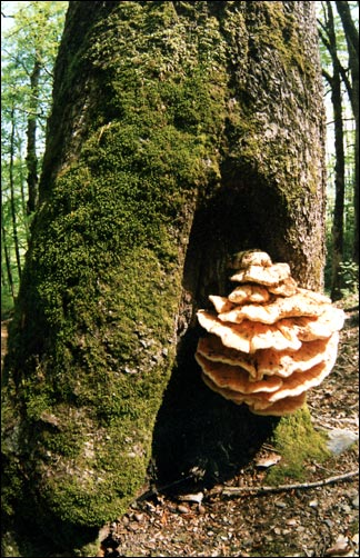 photo "A tree and a mushroom" tags: nature, flowers