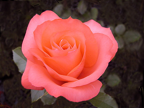 фото ""Lo How A Rose E`re Blooming"" метки: природа, цветы
