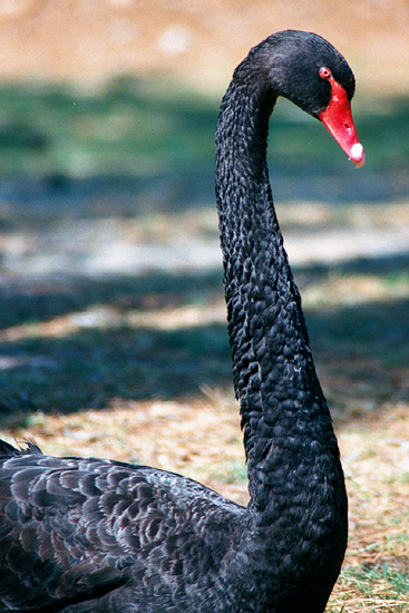 фото "Black Is Beautiful" метки: природа, путешествия, Северная Америка, дикие животные