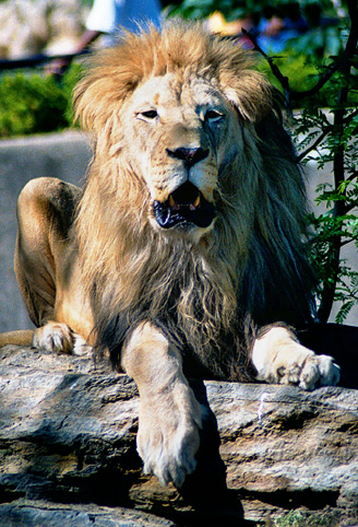 photo "King Of Beasts II" tags: nature, travel, North America, wild animals