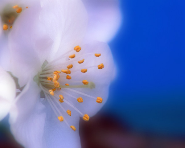 photo "Softened fruit blossom" tags: macro and close-up, nature, flowers