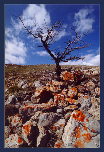 photo "A tree and stones" tags: landscape, mountains