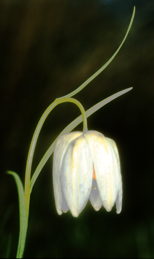 фото "Fritillary" метки: разное, 