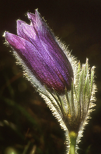 photo "Pasque Flower" tags: nature, macro and close-up, flowers