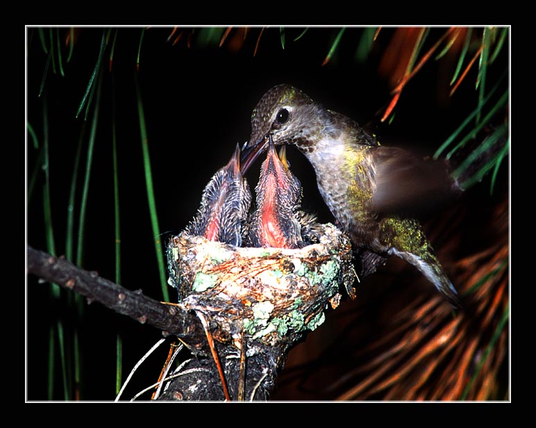 photo "Dinner Time" tags: nature, wild animals