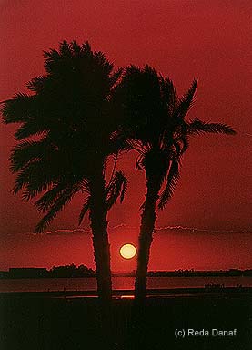 photo "Palm Trees" tags: landscape, sunset