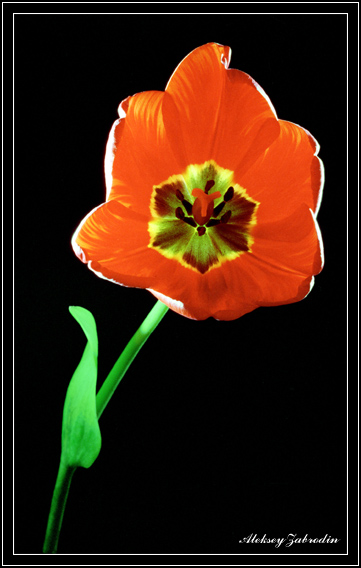 photo "Tulip" tags: still life, 