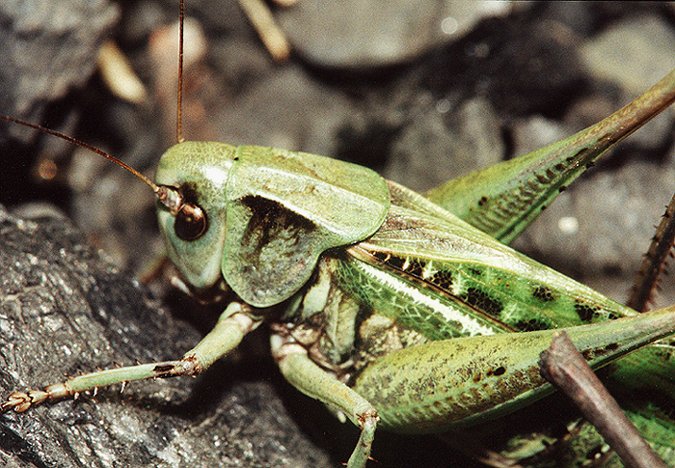 фото "The wrecker - close up!" метки: макро и крупный план, природа, насекомое