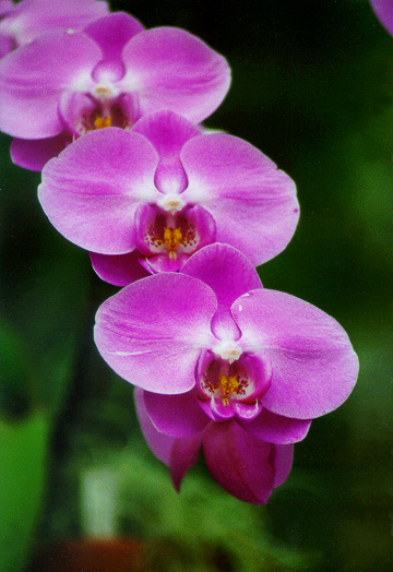 photo "Orchids" tags: nature, travel, North America, flowers