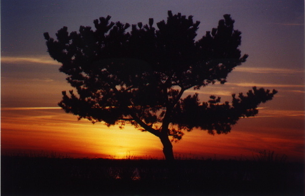 photo "Last Light" tags: landscape, summer, sunset