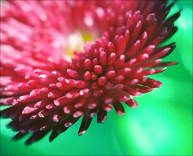 photo "The flora has bristled up" tags: macro and close-up, 