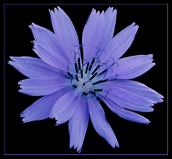 photo "Chicory" tags: nature, flowers