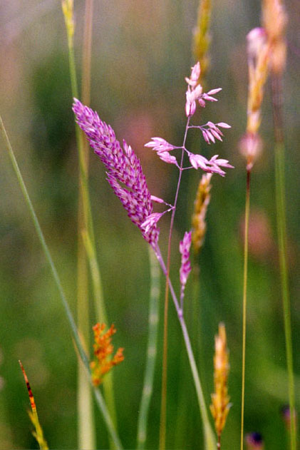 photo "countryside" tags: nature, flowers