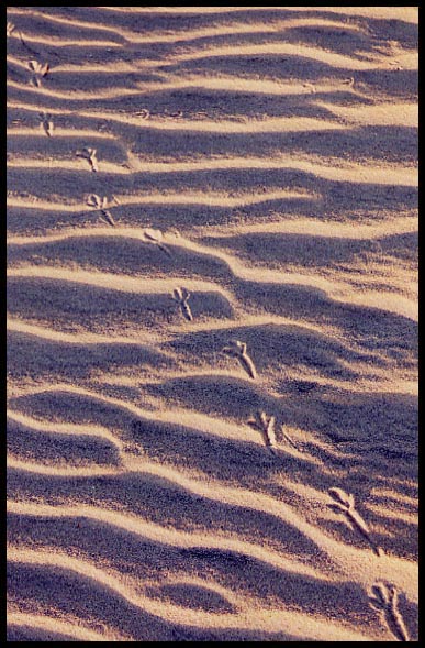 photo "footprints & sand patterns" tags: travel, landscape, North America