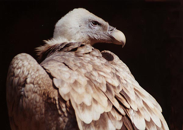 photo "Big Boss" tags: nature, wild animals